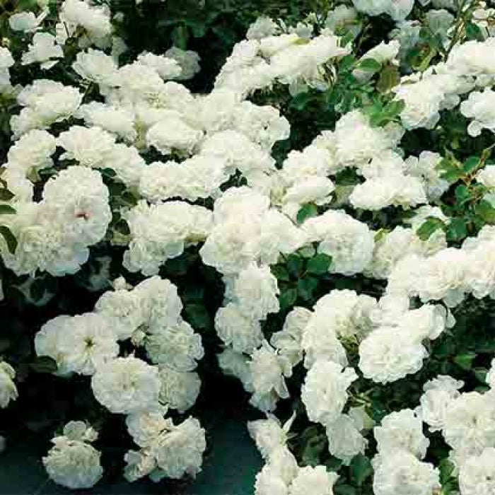  White Meidiland&reg; Groundcover Rose