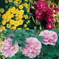  Antique Rose Offer (3)