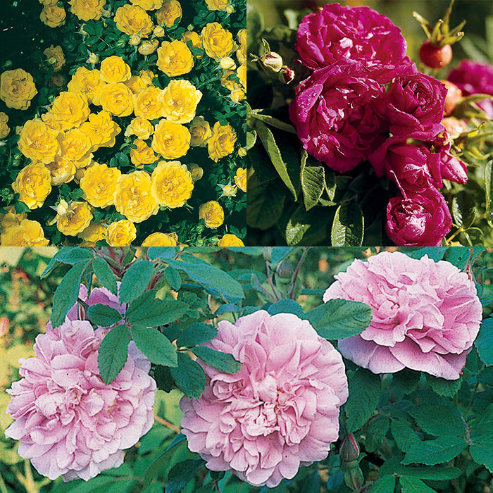  Antique Rose Offer (3)