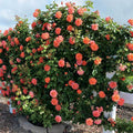  Above All Climbing Rose