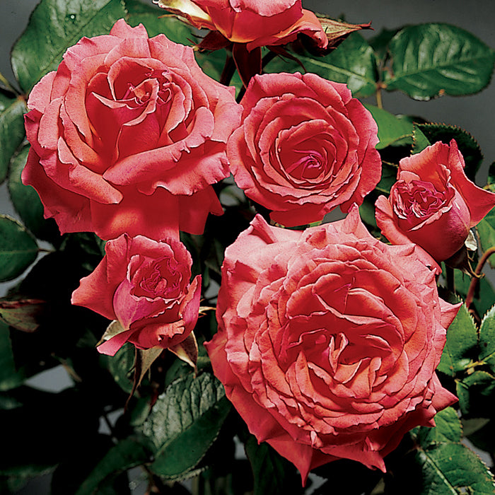  America&trade; Climbing Rose