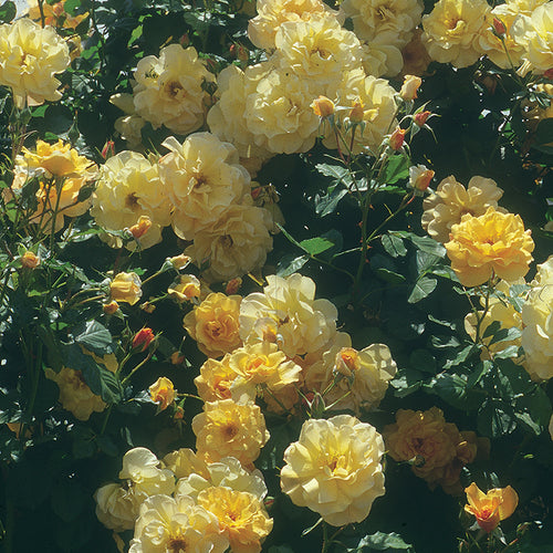  Autumn Sunset&reg; Climbing Rose