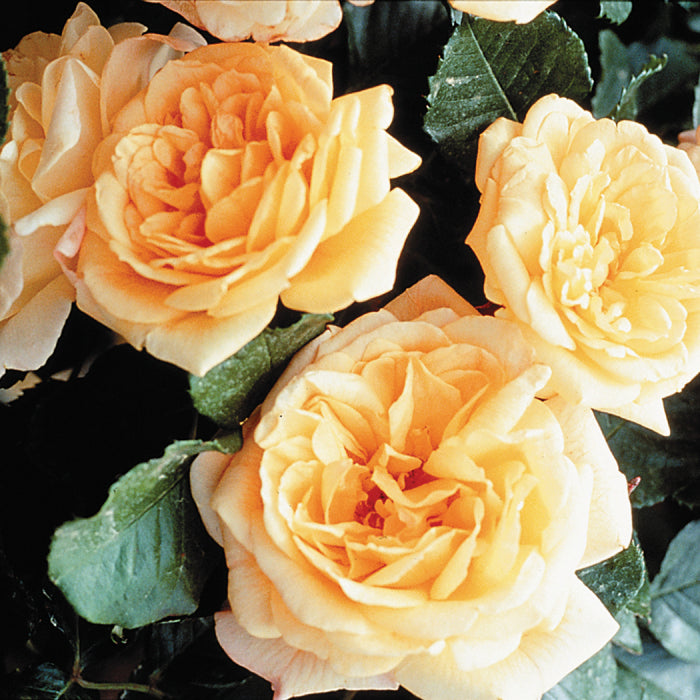  Garden Sun&trade; Climber Rose