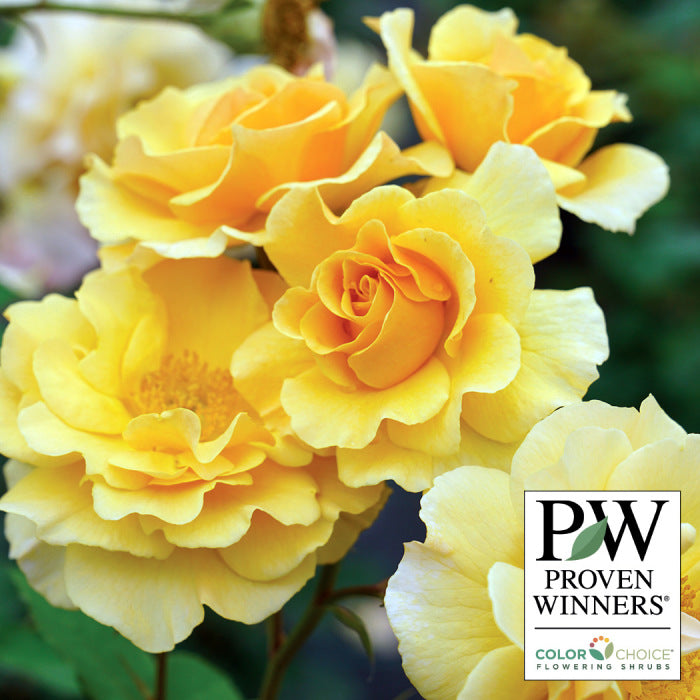  Rise Up Amberness&trade; Climbing Rose
