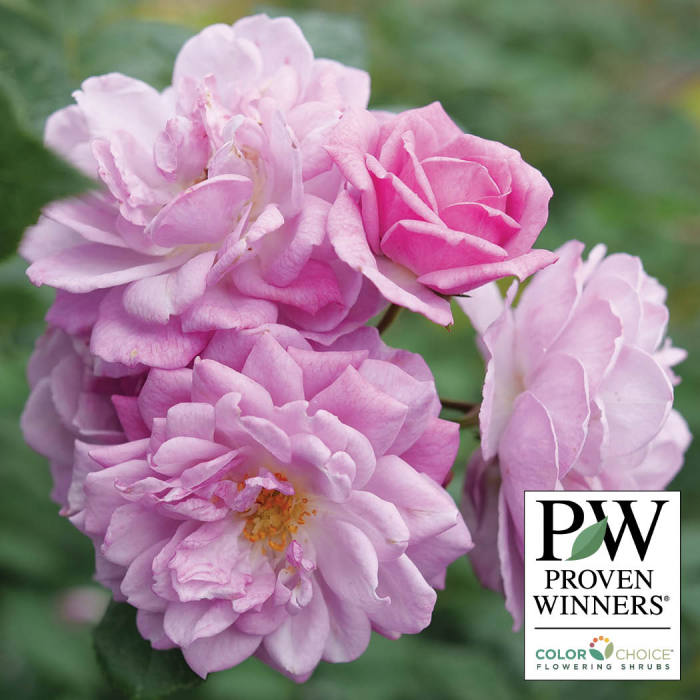  Rise Up Lilac Days&trade; Climbing Rose