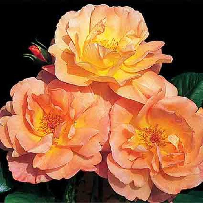  Westerland Climbing Rose