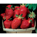  Fort Laramie Everbearing Strawberry