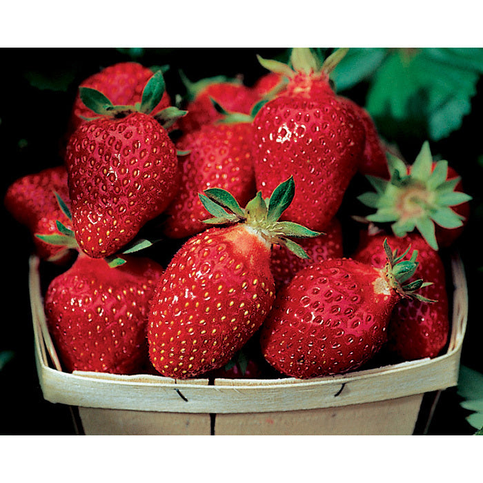  Fort Laramie Everbearing Strawberry