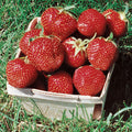  Ozark Beauty Everbearing Strawberry