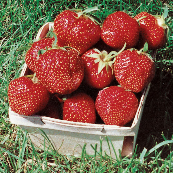  Ozark Beauty Everbearing Strawberry
