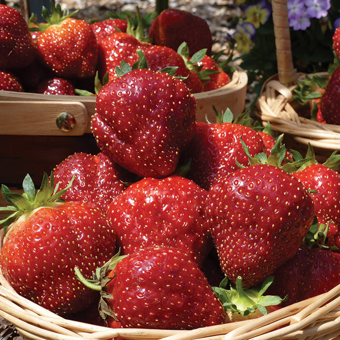  Cabot Junebearing Strawberry