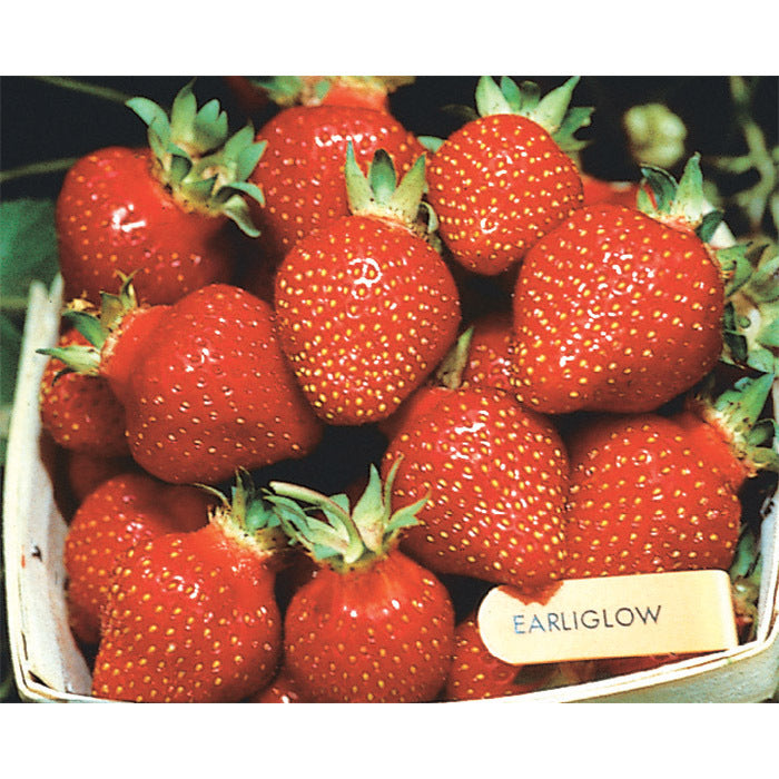  Earliglow Junebearing Strawberry