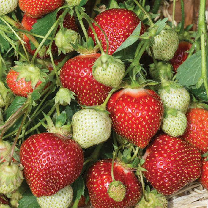  Galletta Strawberry