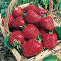  Ac Wendy Junebearing Strawberry