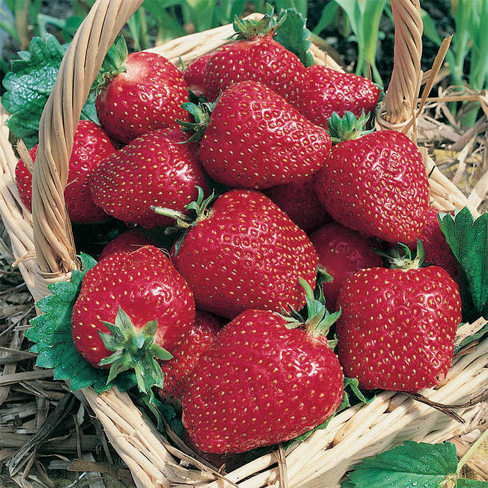  Ac Wendy Junebearing Strawberry