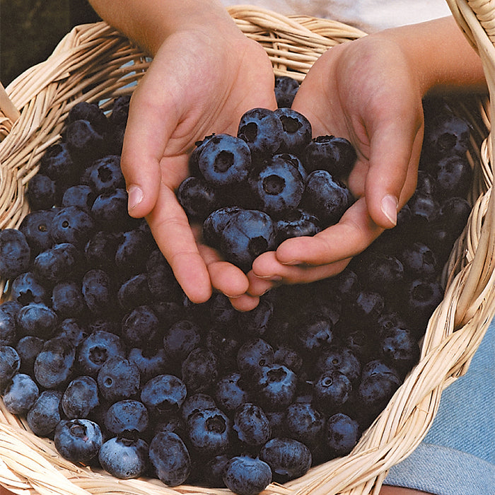  Chandler Blueberry
