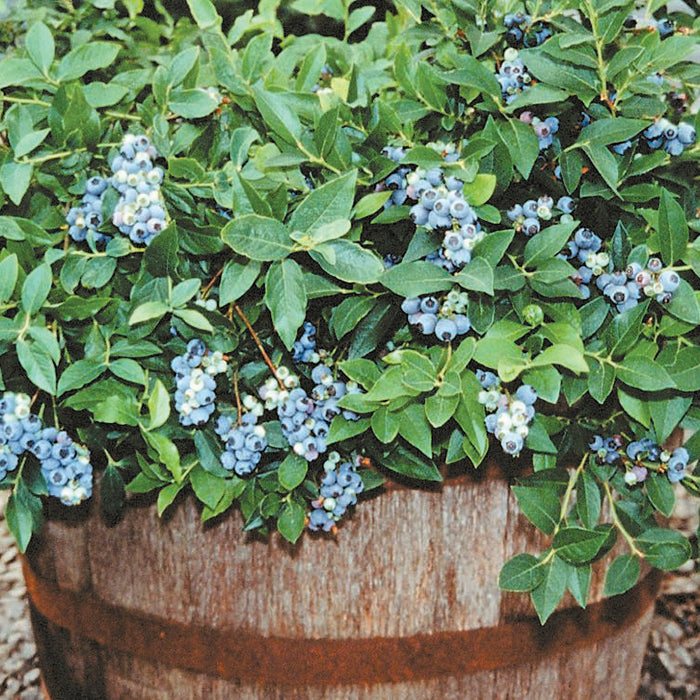 Space-Saver Blueberry Offer