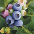  Reka Blueberry