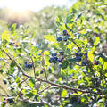  Rubel Blueberry