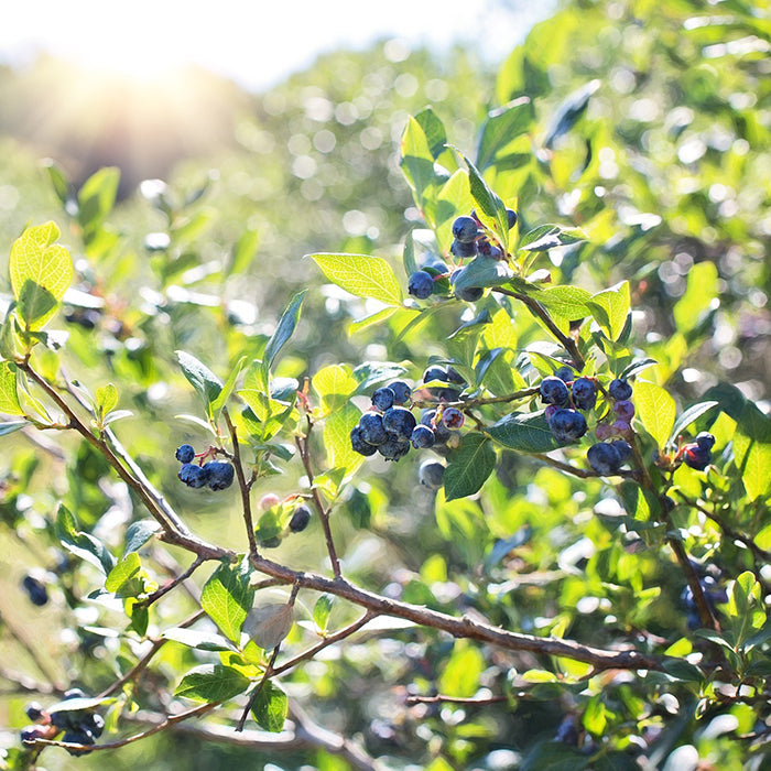  Rubel Blueberry