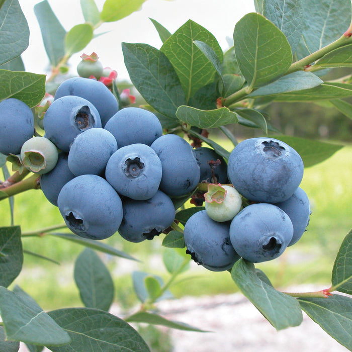  Sweetheart Blueberry