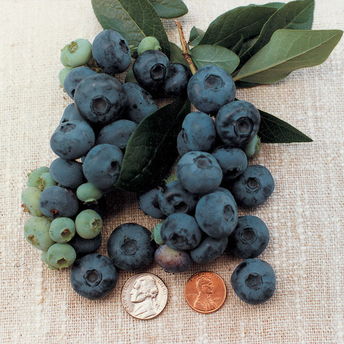  Patriot Blueberry