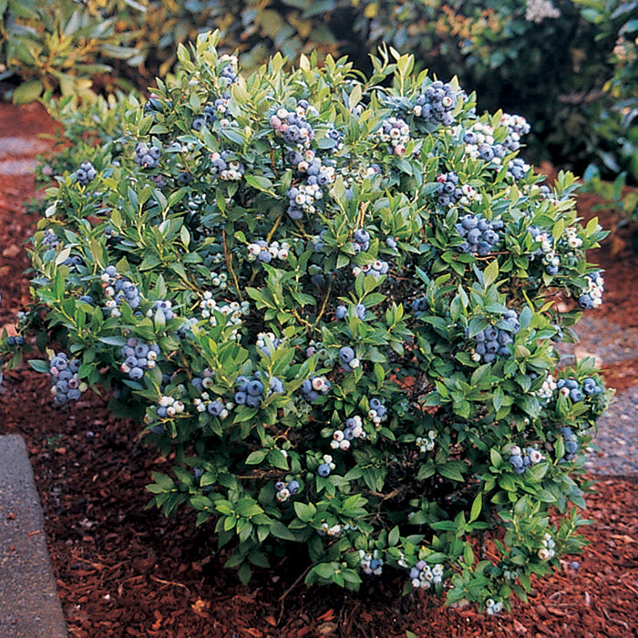  Dwarf Top Hat Blueberry