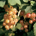  Pink Champagne Currant