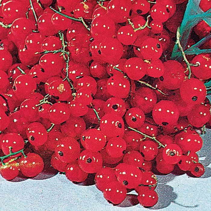  Currant Offer