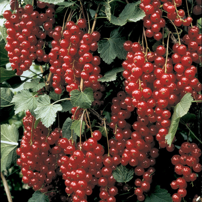  Rovada Red Currant