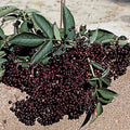  Elderberry Offer - 1 Each Of 2 Varieties