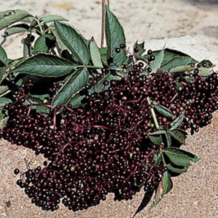  Elderberry Offer - 1 Each Of 2 Varieties