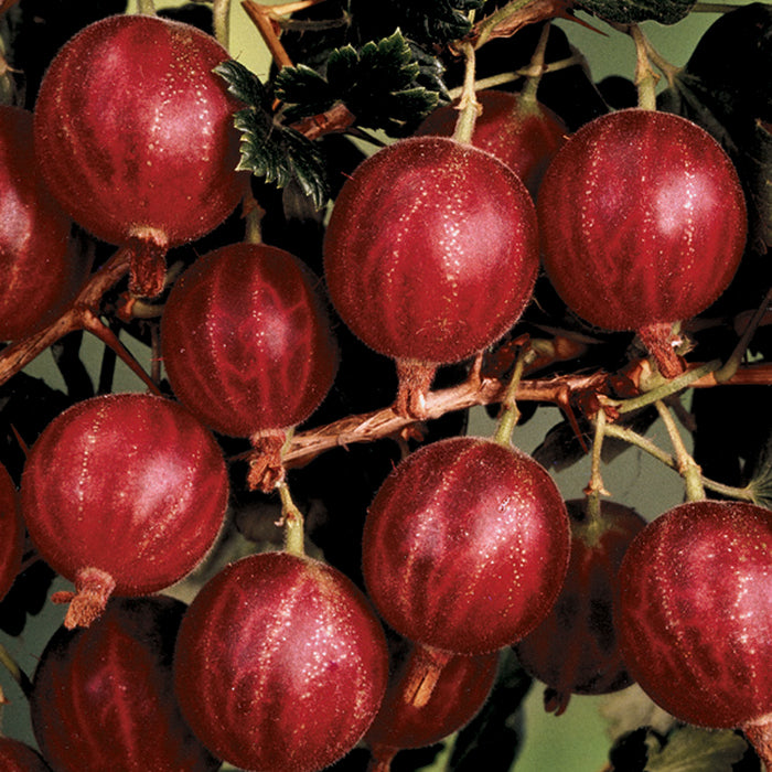  Hinnomaki&trade; Red Gooseberry