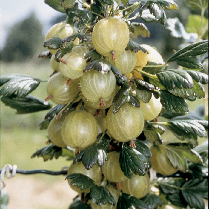  Invicta Gooseberry