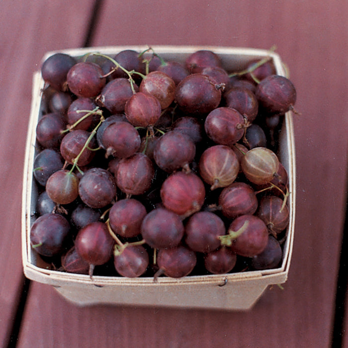  Pixwell Gooseberry