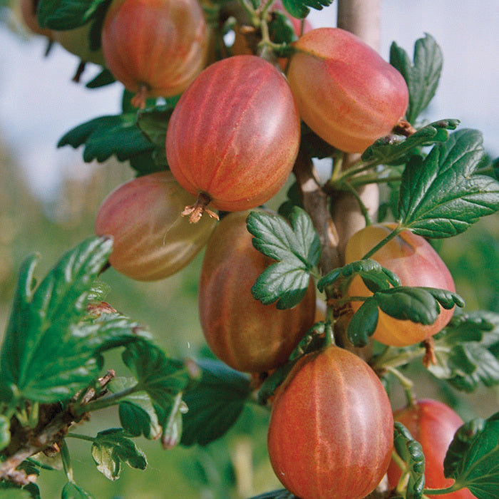  Tixia&trade; Gooseberry