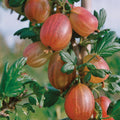  Gooseberry Offer