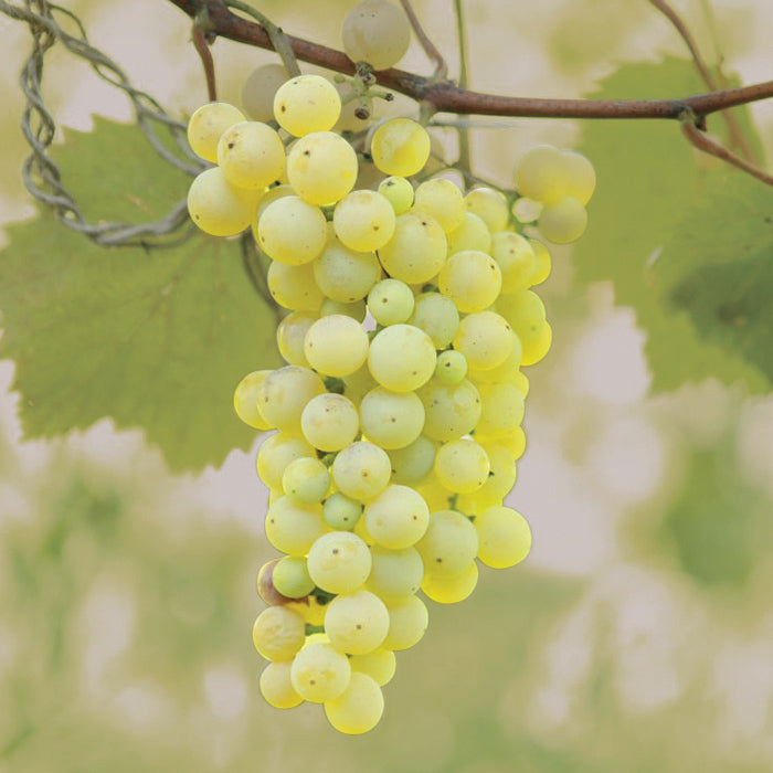  Brianna Grape