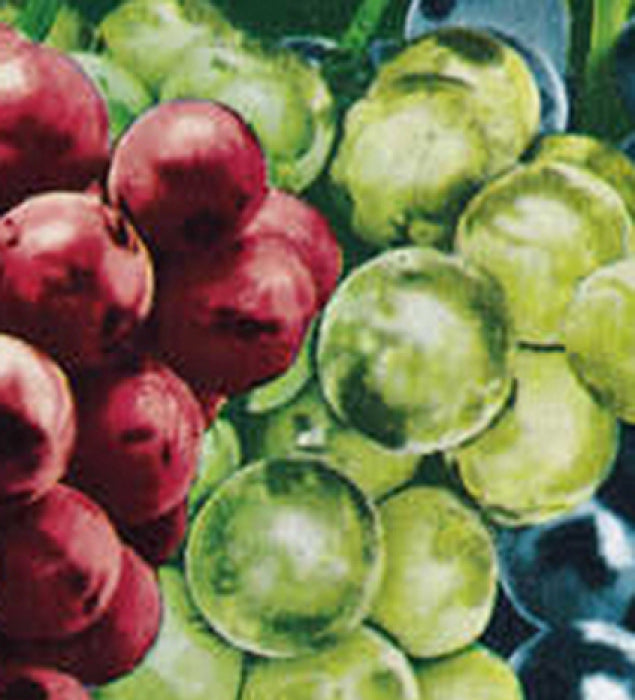  Edelweiss Grape