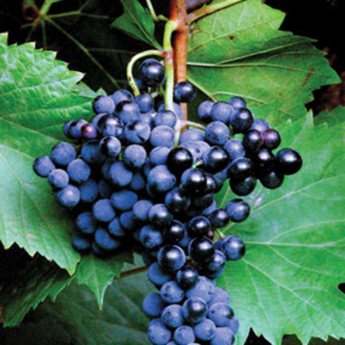  Frontenac&trade; Grape