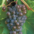  Frontenac&trade; Gris Grape