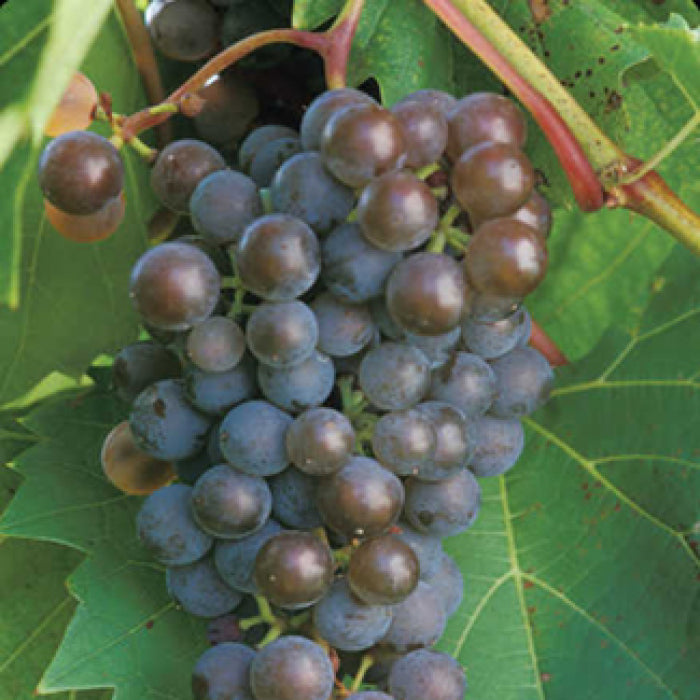  Frontenac&trade; Gris Grape