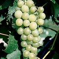  Marquis Seedless Grape