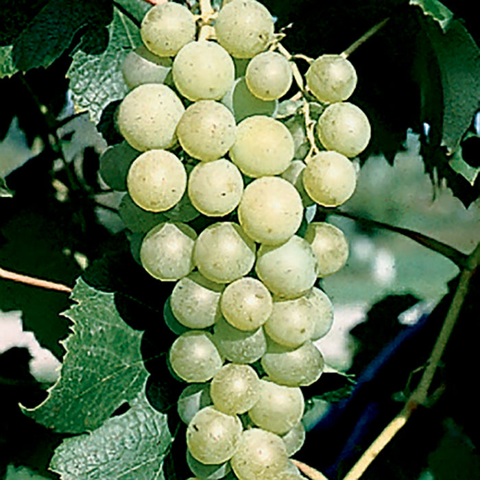  Marquis Seedless Grape