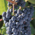  Marquette Grape