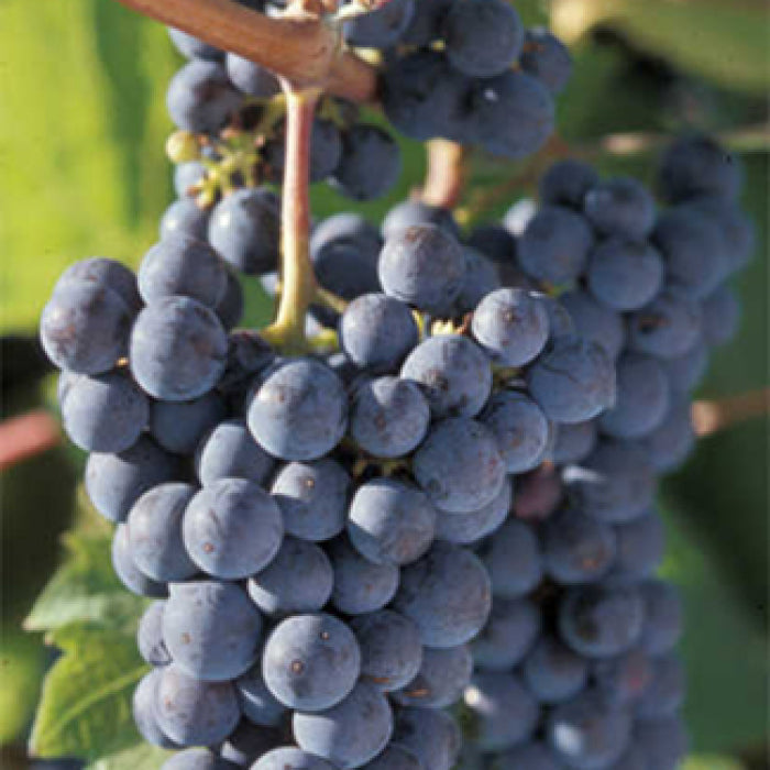  Marquette Grape