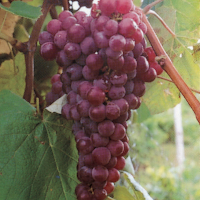  Reliance Seedless Grape