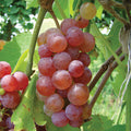  Seedless Grape Offer