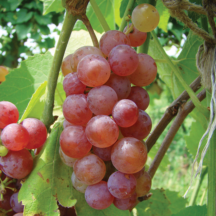  Seedless Grape Offer