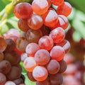  Somerset Seedless Grape